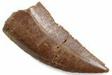 Serrated Raptor Tooth - Real Dinosaur Tooth #376473-1